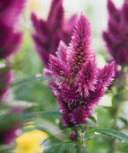 celosia