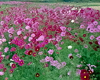 growing cosmos