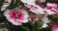 growing dianthus