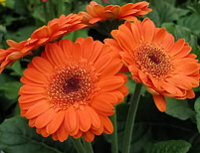 growing gebera daisy