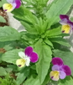 growing johnny jump up