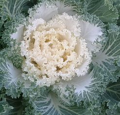 growing kale