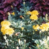 marigold