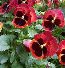 growing pansy