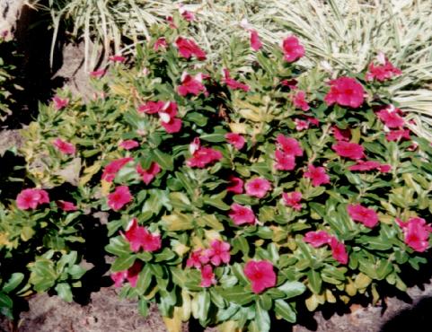 vinca