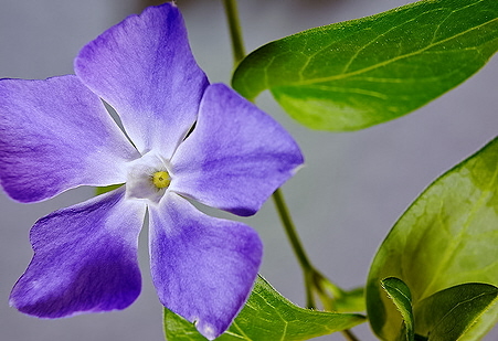  growing vinca major