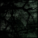 undergrowth