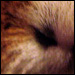 rubbing.noses