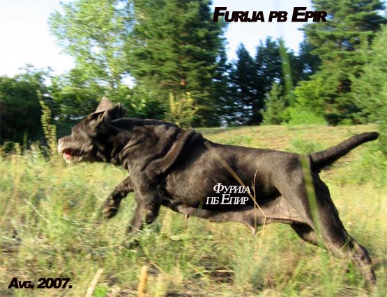 Furija