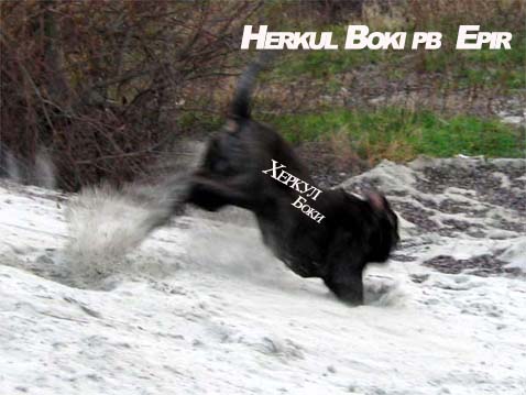 Herkul-Boki