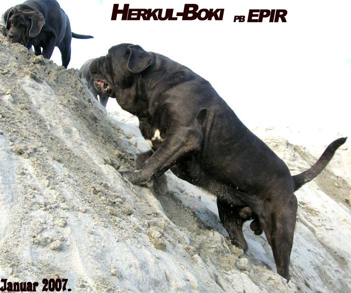 Herkul-Boki