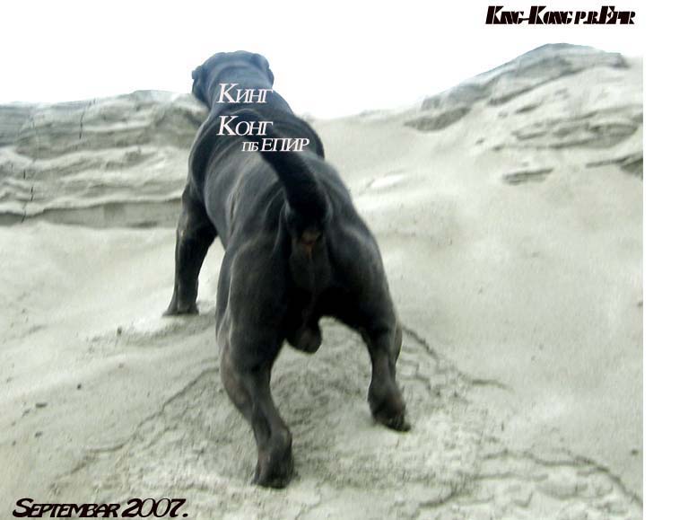 king kong kennels