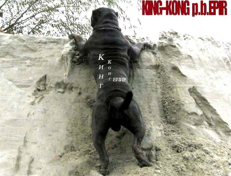 King-Kong