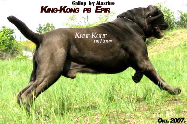 King-Kong