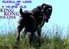 King-Kong