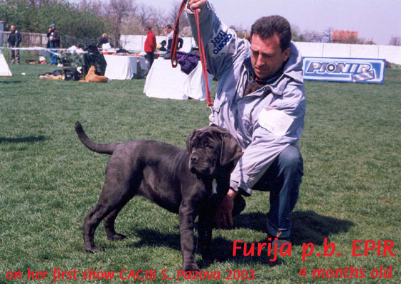 Furija