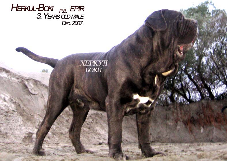 Herkul-Boki
