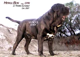 Herkul-Boki