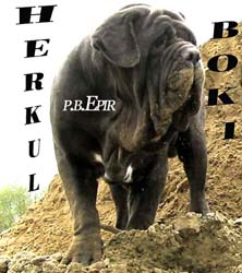 Herkul-Boki