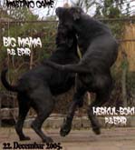 Big-Mama