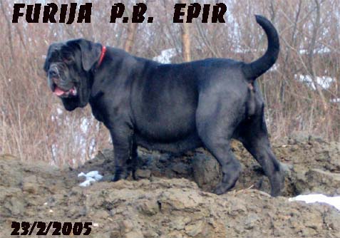 Furija