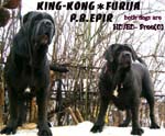 Furija