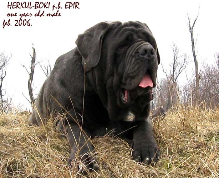 Herkul-Boki