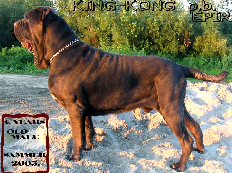 King-Kong