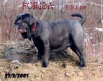 Furija