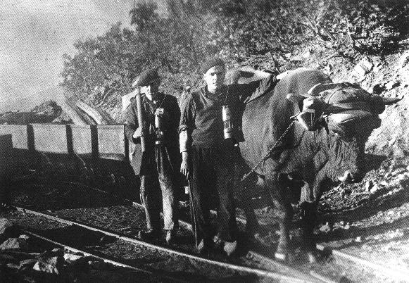 Buey arrastrando vagones en Bardaya en 1943.