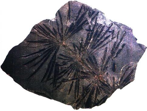 Annularia stellata.