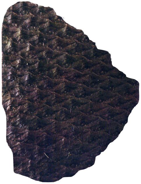 Lepidophloios laricinus.