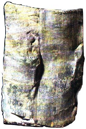 Calamites.