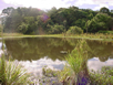 Lagoa Natural ao lado do Parque Nacional do Igua�u Matel�ndia PR