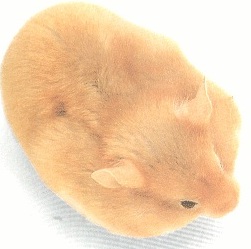 Hamster com as bolsas faciais cheias