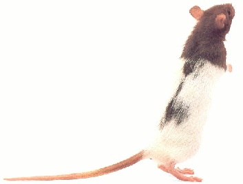 Rato holand�s