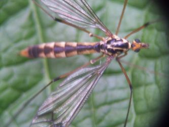 Crain Fly