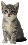 Description: Macintosh HD:Applications:Microsoft Office 2011:Office:Media:Clipart: Animals.localized:WL002765.png