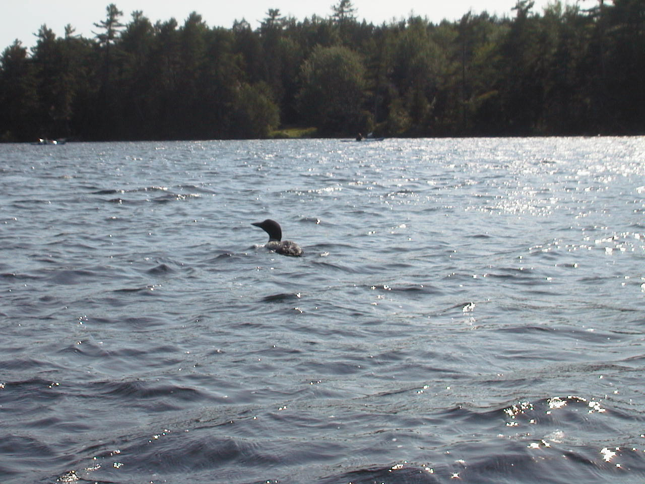 loon