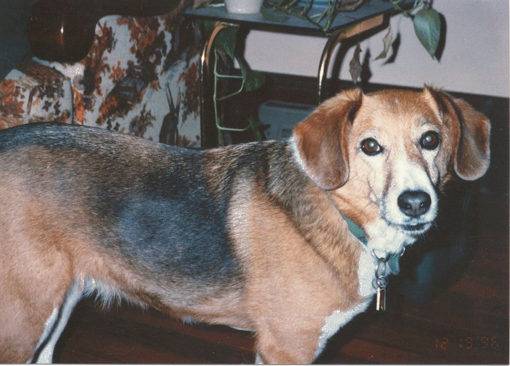 My dog betty