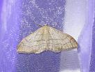 V.argenteum