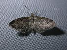 W.cultraria