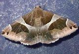 Disgonia algira