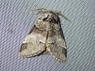 D. dodonea