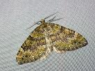 C. kollariaria