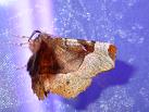S. tetralunaria