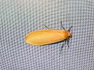E. sororcula