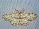 H. punctinalis