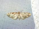 Eupithecia sp.?