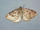 T. dubitata